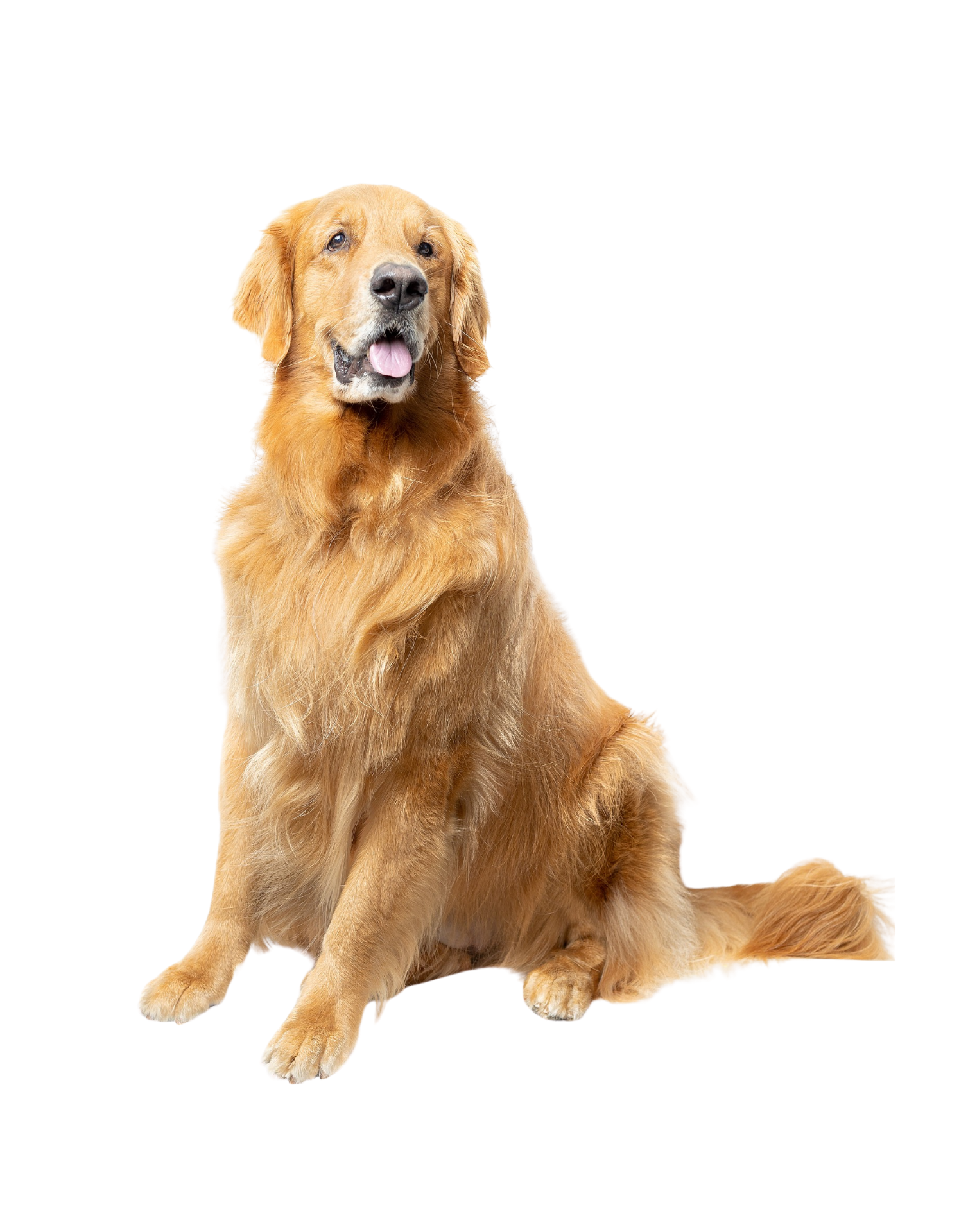 Senior Golden Retriever