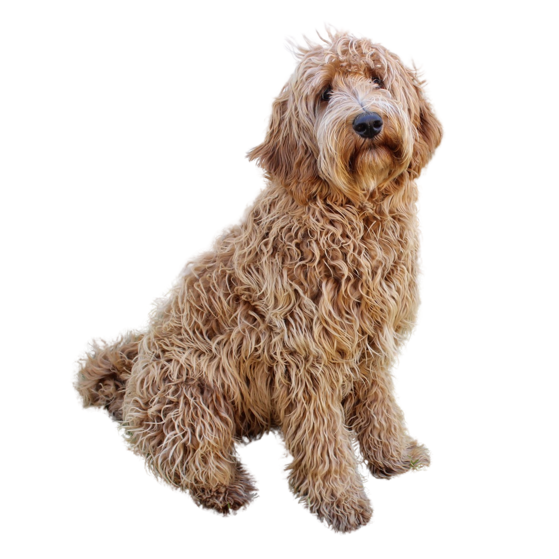 Labradoodle
